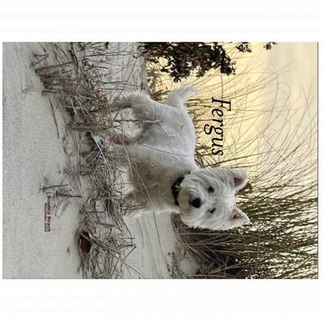 Velveteen Plush 30x40