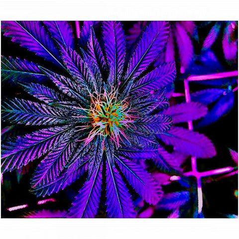 Velveteen Plush 50x60