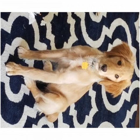 Velveteen Plush 50x60