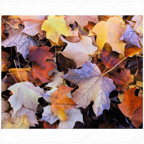 Fleece Backdrop - 8FTx8FT