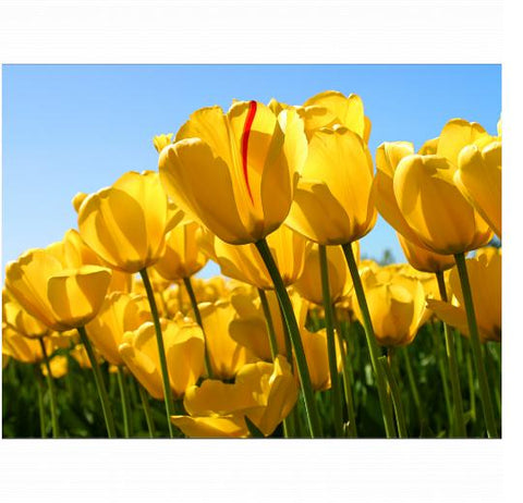 Velveteen Plush 60x80