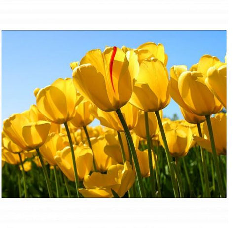 Velveteen Plush 30x40